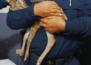 Ciudadano rescata a un cervatillo que iba a ser comercializado ilegalmente 