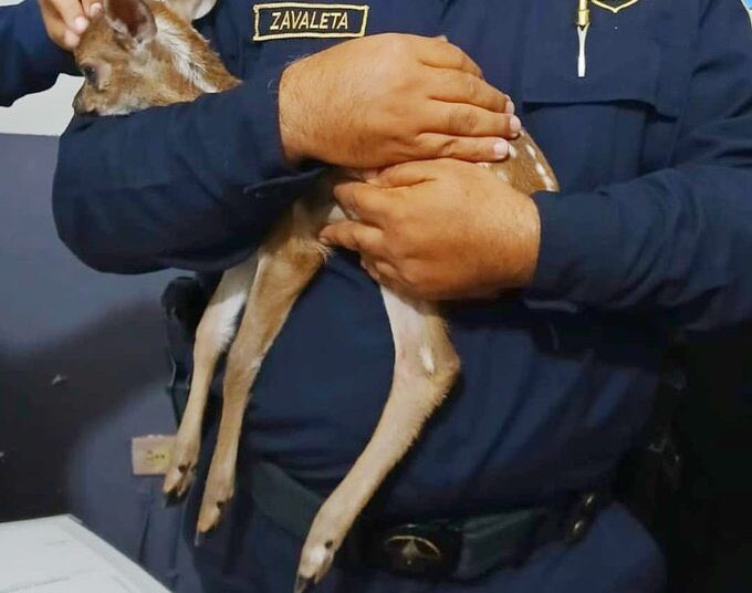 Ciudadano rescata a un cervatillo que iba a ser comercializado ilegalmente 