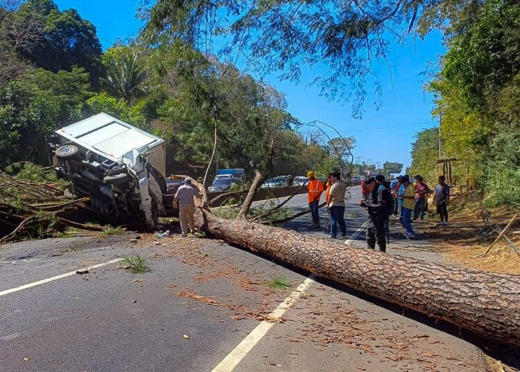 Bomberos rescatan a personas tras caída de árbol sobre vehículo 