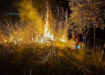 Bomberos sofocan incendio en predio baldío 
