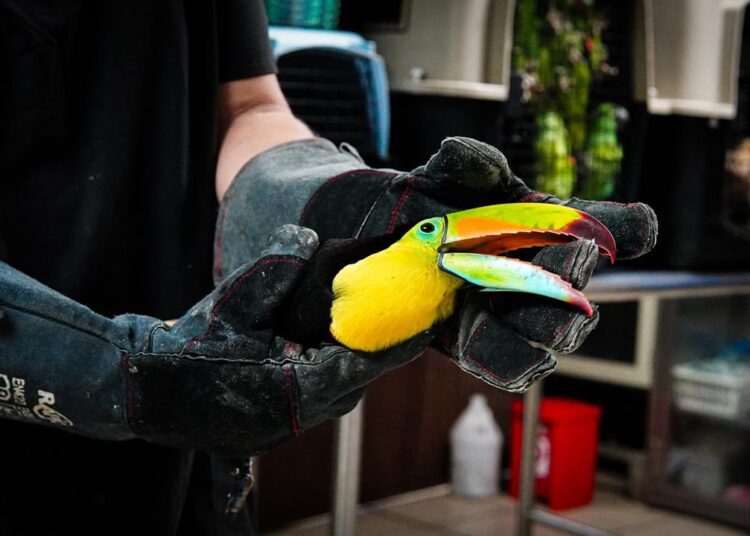 Rescatan a 36 animales silvestres víctimas de tráfico ilegal 