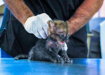 Medio Ambiente estabilizan a un gato zonto rescatado