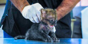 Medio Ambiente estabilizan a un gato zonto rescatado