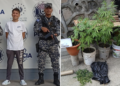 Capturan a sujeto por cultivo de marihuana en Ilopango