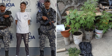Capturan a sujeto por cultivo de marihuana en Ilopango