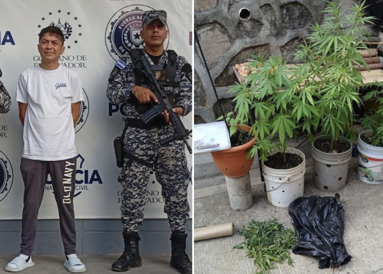 Capturan a sujeto por cultivo de marihuana en Ilopango