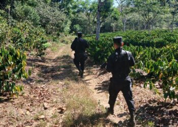 Policía Rural brinda seguridad en zonas agrícolas del país