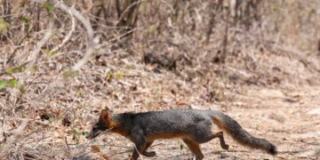 Medio Ambiente libera especies silvestres rehabilitadas