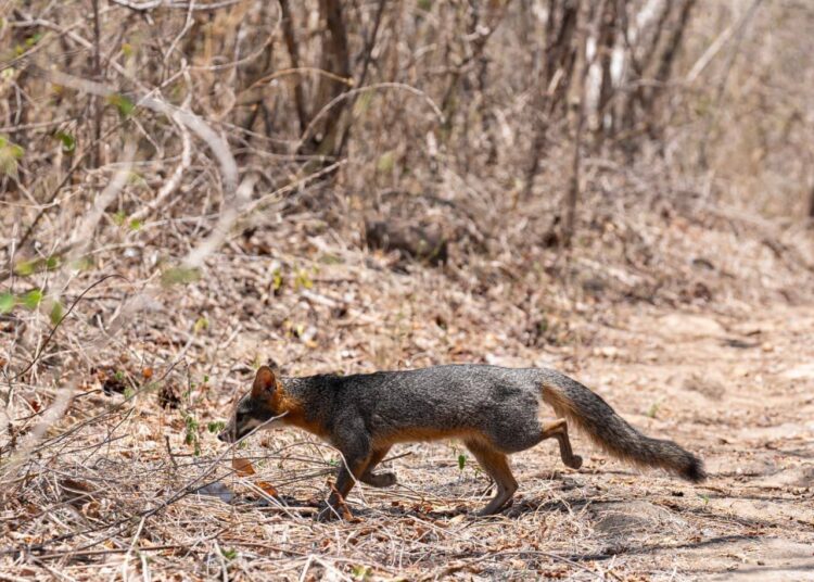 Medio Ambiente libera especies silvestres rehabilitadas