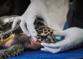 Rescatan a tortuga carey en playa El Jagüey