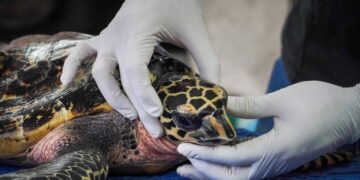 Rescatan a tortuga carey en playa El Jagüey