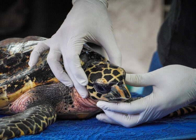 Rescatan a tortuga carey en playa El Jagüey