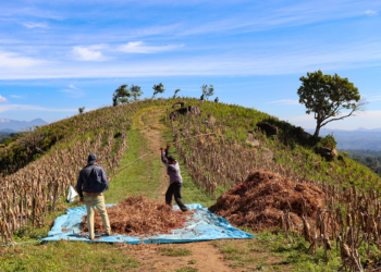 Producción agrícola de El Salvador registra rendimientos históricos en maíz y frijol durante ciclo 2026