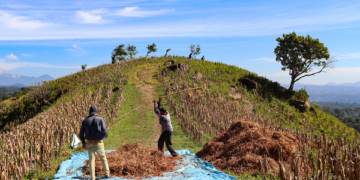 Producción agrícola de El Salvador registra rendimientos históricos en maíz y frijol durante ciclo 2026