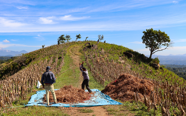 Producción agrícola de El Salvador registra rendimientos históricos en maíz y frijol durante ciclo 2026