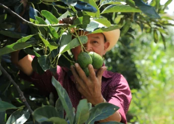 Productores de la zona Trifinio reciben plantas y asesoría técnica