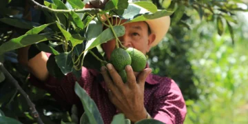 Productores de la zona Trifinio reciben plantas y asesoría técnica