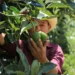 Productores de la zona Trifinio reciben plantas y asesoría técnica
