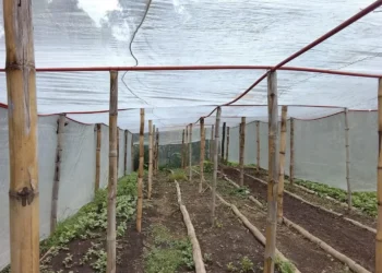 Productores salvadoreños reportan exitosas cosechas de granos básicos mediante asistencia técnica del MAG