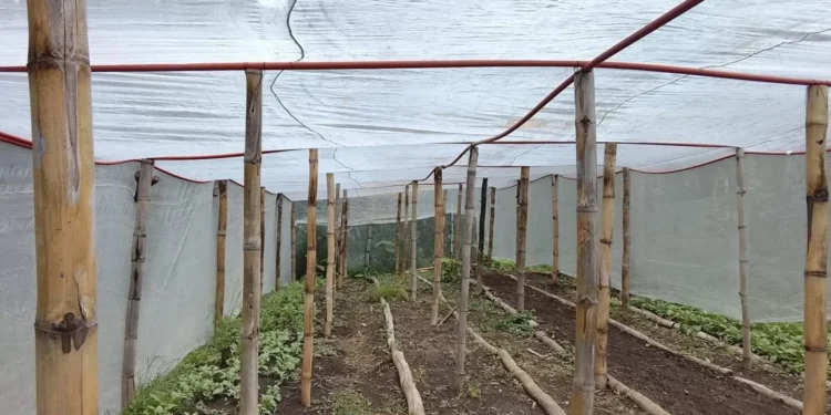 Productores salvadoreños reportan exitosas cosechas de granos básicos mediante asistencia técnica del MAG