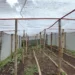 Productores salvadoreños reportan exitosas cosechas de granos básicos mediante asistencia técnica del MAG