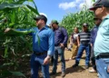Occidente de El Salvador registra cosechas récord de maíz de más de 110 quintales por manzana