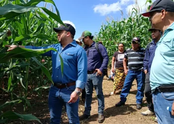 MAG proyecta cultivar más de 204 mil manzanas de terreno para asegurar producción alimentaria