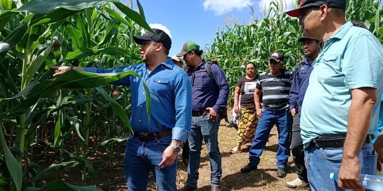 MAG proyecta cultivar más de 204 mil manzanas de terreno para asegurar producción alimentaria